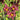 Hemerocallis 'American Revolution' - 2026