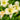 Hemerocallis 'Arctic Snow' - 2026