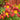 Hemerocallis 'Autumn Red' - 2026