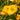 Hemerocallis 'Bakabana' - 2026