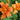 Hemerocallis 'Bandolero' - 2026