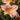 Hemerocallis 'Barbara Mitchell' - 2026