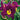 Hemerocallis 'Bela Lugosi' - 2026
