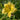 Hemerocallis 'Big Time Happy' - 2026