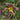 Hemerocallis 'Black Arrowhead' - 2026
