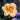 Hemerocallis 'Black Eyed Stella' - 2026
