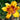 Hemerocallis 'Black Eyed Susan' - 2026