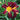 Hemerocallis 'Black Plush' - 2026