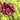 Hemerocallis 'Black Stockings' - 2026