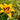 Hemerocallis 'Bonanza' - 2026