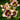 Hemerocallis 'Border Music' - 2026