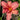 Hemerocallis 'Bourbon Kings' - 2026