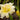 Hemerocallis 'Bowl of Cream' - 2026