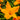 Hemerocallis 'Burning Daylight' - 2026