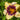 Hemerocallis 'Calico Jack' - 2026