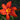 Hemerocallis 'Campfire Embers' - 2026