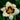 Hemerocallis 'Canadian Border Patrol' - 2026