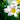 Hemerocallis 'Catherine Woodbury' - 2026