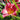 Hemerocallis 'Charles Johnston' - 2026