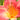 Hemerocallis 'Cherry Cheeks' - 2026