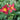 Hemerocallis 'Chicago Apache' - 2026