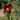 Hemerocallis 'Chocolate Candy' - 2026