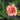Hemerocallis 'Congo Coral' - 2026