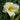 Hemerocallis 'Cool It' - 2026