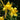 Hemerocallis 'Corky' - 2026