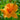 Hemerocallis 'Country Pride' - 2026