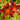 Hemerocallis 'Crimson Pirate' - 2026