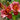 Hemerocallis 'Cute As Can Be' - 2026