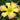 Hemerocallis 'Dancing Summerbird' - 2026