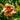 Hemerocallis 'Daring Dilemma' - 2026