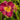 Hemerocallis 'David Kirchhoff' - 2026