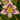 Hemerocallis 'Destined to See' - 2026