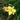 Hemerocallis 'Double River Wye' - 2026