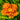 Hemerocallis 'Doublelicious' - 2026