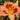 Hemerocallis 'Duke of Durham' - 2026