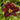 Hemerocallis 'Ed Murray' - 2026