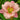Hemerocallis 'Elegant Candy' - 2026