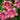 Hemerocallis 'Entrapment' - 2026