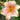 Hemerocallis 'Every Daylily Pink Wing' - 2026