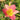 Hemerocallis 'Final Touch' - 2026