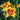 Hemerocallis 'Fooled Me' - 2026