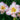 Hemerocallis 'Frosted Vintage Ruffles' - 2026