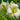 Hemerocallis 'Gentle Shepherd' - 2026
