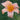 Hemerocallis 'Hall's Pink' - 2026