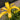Hemerocallis 'Heavenly Flight of Angels' - 2026