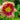 Hemerocallis 'Hello Screamer' - 2026